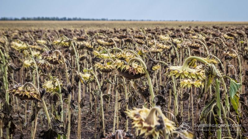 Аграрії Полтавщини скаржаться на найнижчу за останні 40 років урожайність пізніх культур