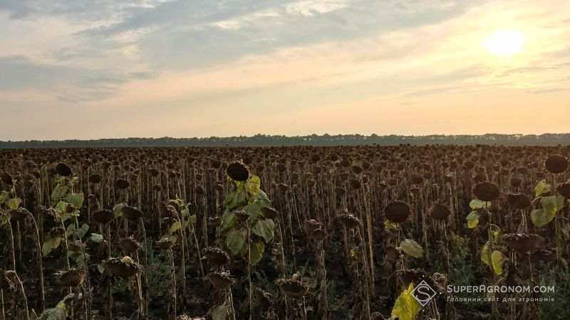 Через примхи погоди урожайність соняшнику на Миколаївщині знизилась на третину