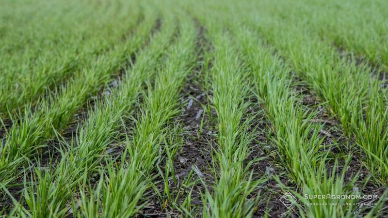 В Україні розпочато посівну озимих зернових під урожай 2018 року