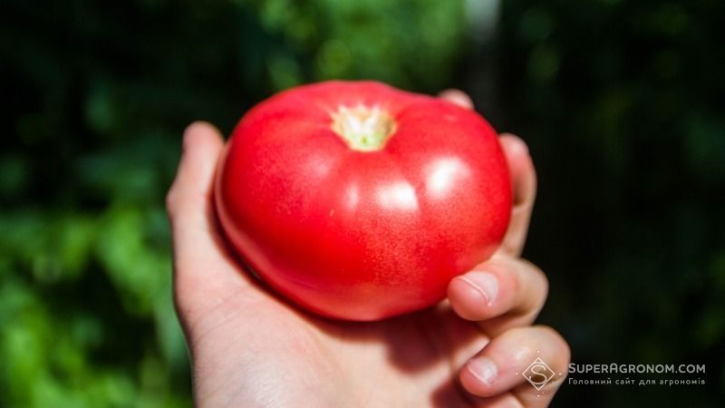 Львівський аграрій вивів новий сорт помідорів 