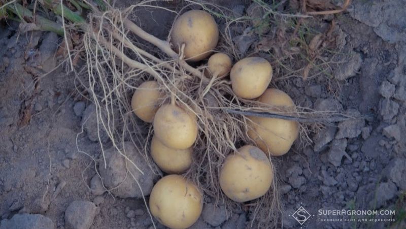 Solynta представила стійкі до фітофторозу не генномодифіковані сорти картоплі