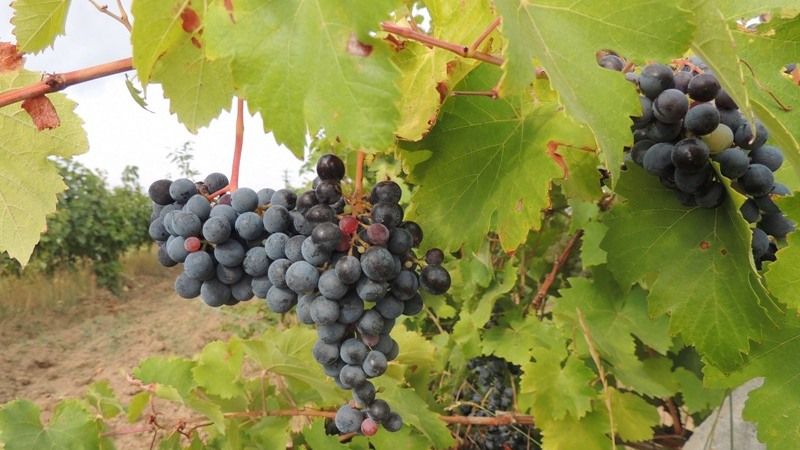 Садівник з Херсонщини на 50 га вирощує близько 10 екзотичних сортів винограду
