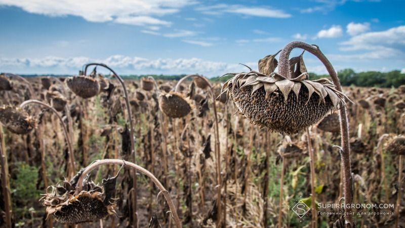 На Одещині зібрано половину урожаю соняшнику, намолочено 428 тис. тонн насіння