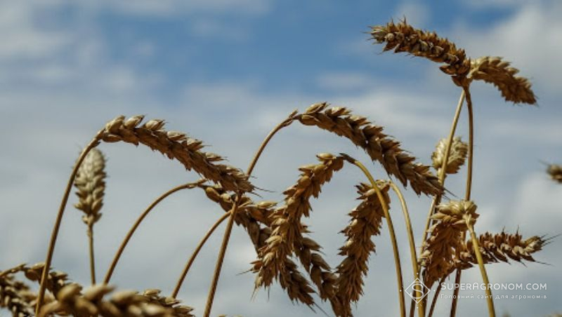 Пшениця на полі