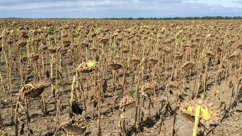 Посіви соняшника страждають від нестачі продуктивної вологи