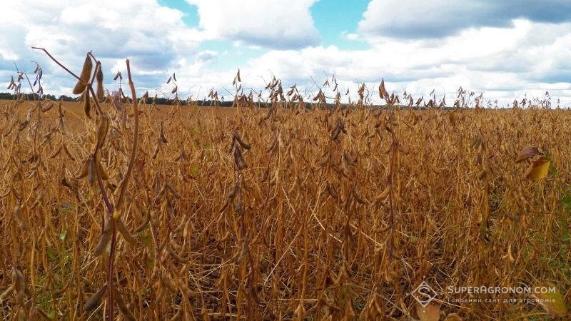 На Чернігівщині тривають жнива пізніх культур, озимими зерновими засіяно третину прогнозованих площ
