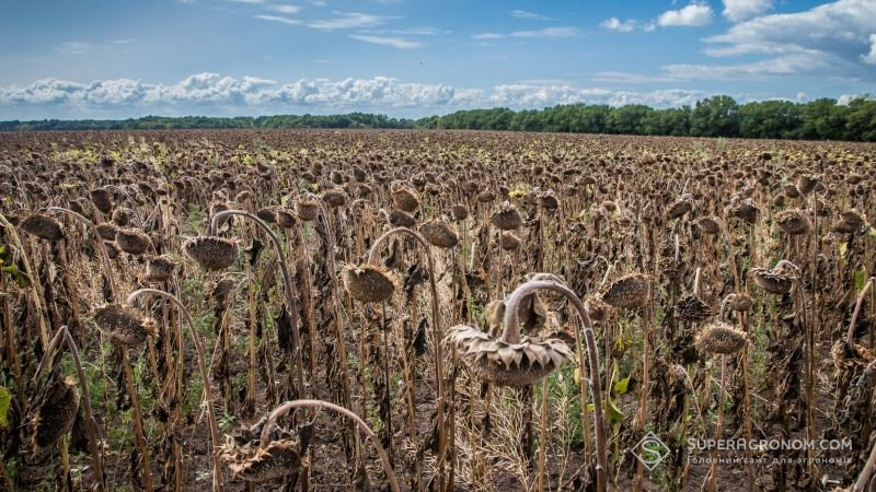 Урожайність соняшнику на Черкащині не відстає від минулорічних показників
