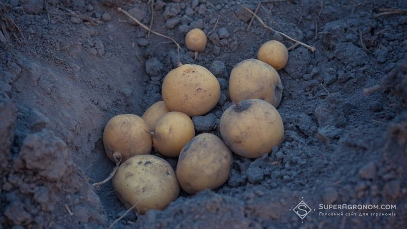 Експерти озвучили невтішні прогнози стосовно цьогорічного врожаю картоплі 