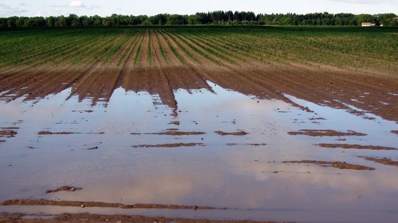 Через інтенсивні дощі Аргентина ризикує втратити 1,2 млн га посівів