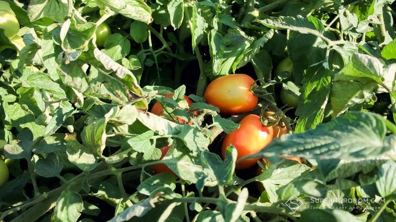 На півдні України масово гниють томати