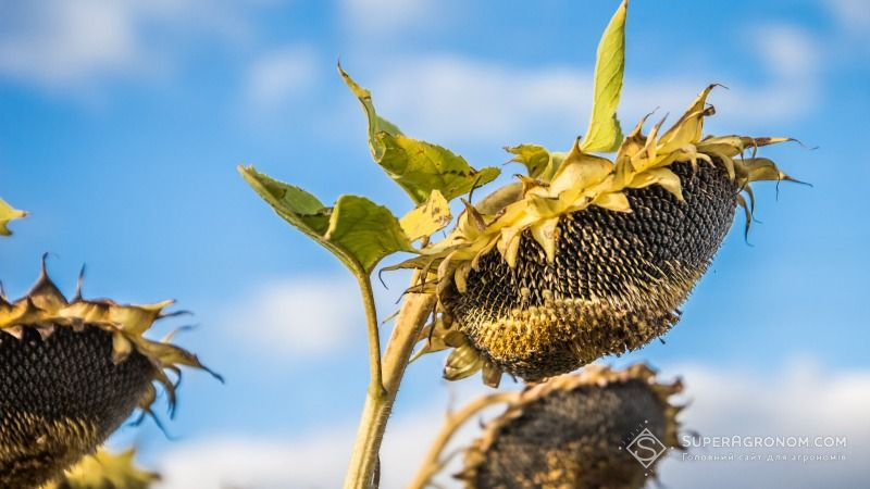 Новотроїцькі аграрії на Херсонщині завершують жнива соняшнику 