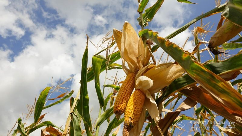 Урожайність кукурудзи на Прикарпатті подекуди сягає 7,5 т/га