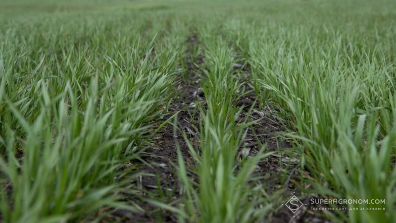 На Чернігівщині триває збирання урожаю зернових та зернобобових культур, озимими засіяно більше половини площ