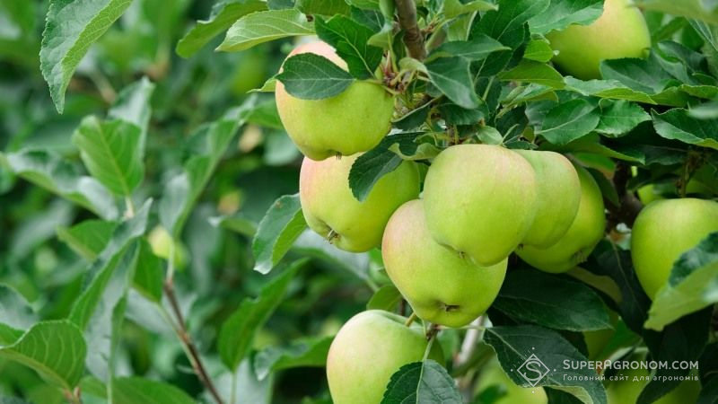 Садівники Харківської області залишаться без третини урожаю яблук