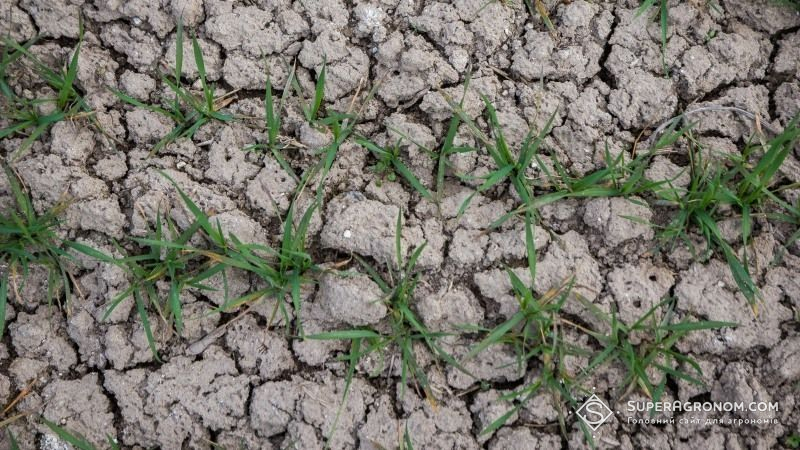 Несприятливі погодні умови перешкоджають проведенню посівної озимих зернових на Запоріжжі