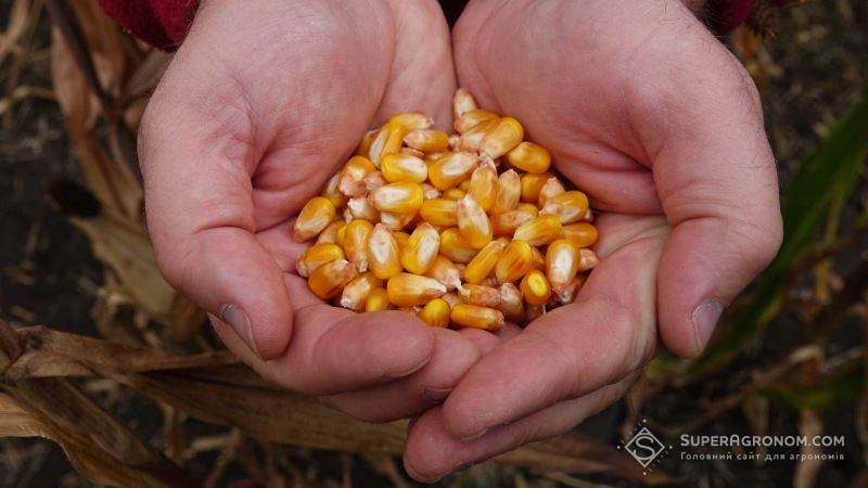 Зернові та зернобобові зібрано з 10,5 млн га, намолочено понад 40 млн тонн зерна нового урожаю