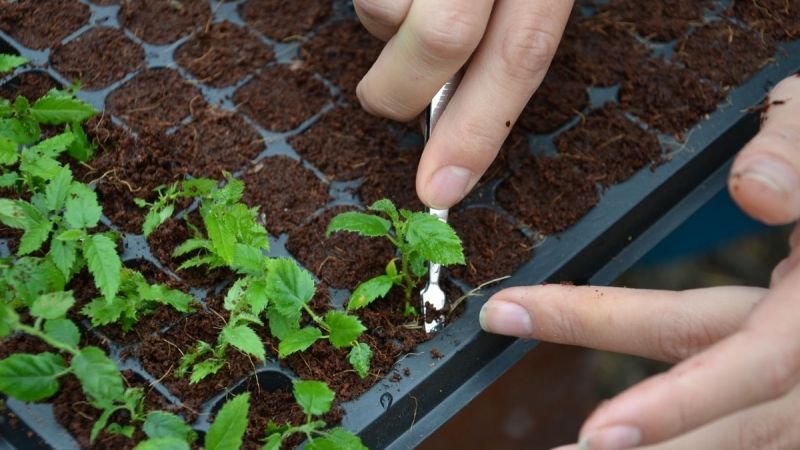 Одеські садівники взялись вирощувати фундук в пробірках