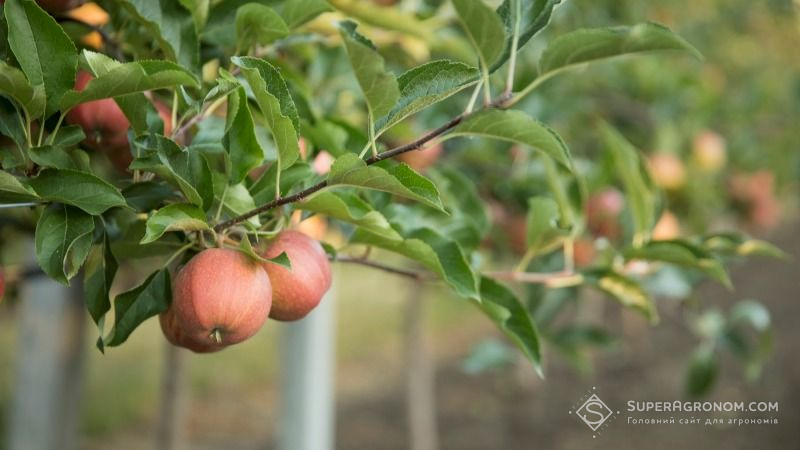 Через негоду Вінницькі садівники втратили майже тисячу тонн яблук