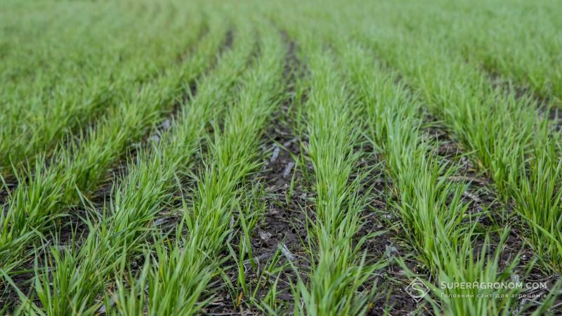 Сходи озимої пшениці на Львівщині знаходяться у задовільному стані