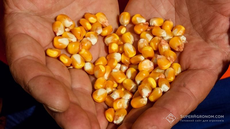 Харківські аграрії скаржаться на низьку врожайність кукурудзи