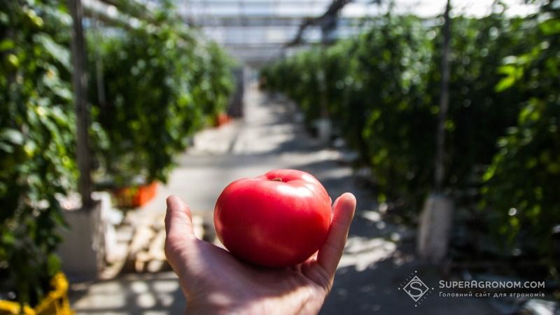 Ізраїльські вчені вирощують томати, які практично не потребують поливу