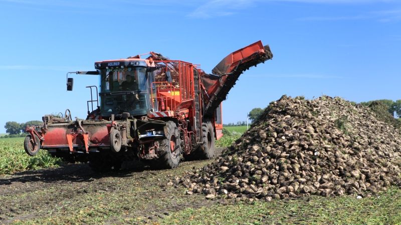 Сварог Вест Груп збирає рекордний урожай цукрових буряків