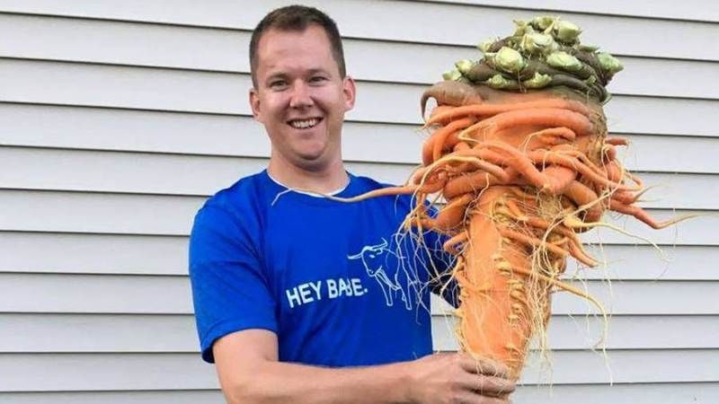У США виростили моркву вагою 10 кг — новий світовий рекорд