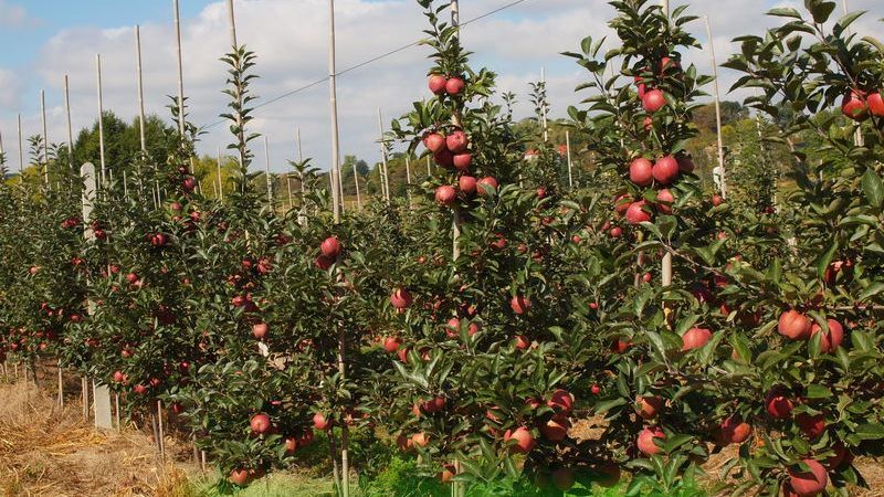 Вирощувати карликові груші та яблуні найкраще на півдні України