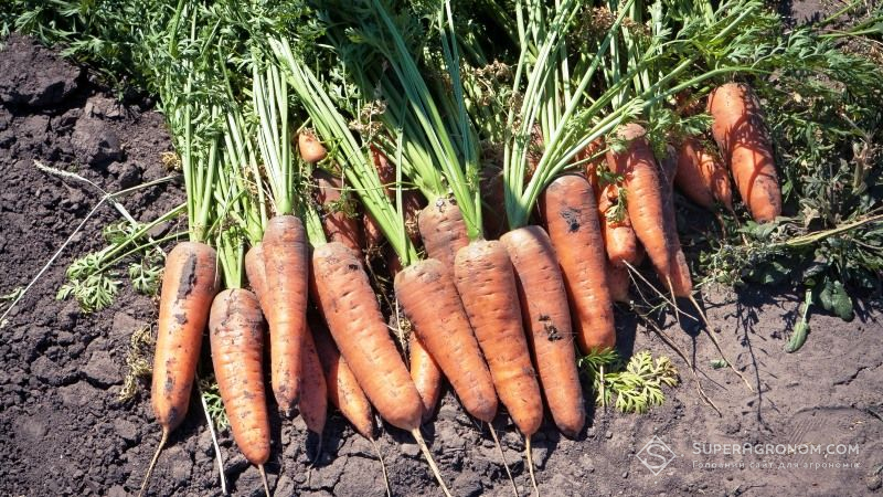 Урожай та якість моркви залежить від правильної схеми сівби