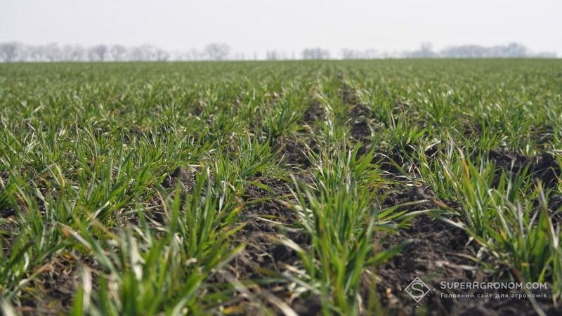Озимі зернові залишилось посіяти на 12% площ
