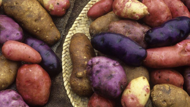 Різнокольорову картоплю вітчизняної селекції вирощують на Миколаївщині