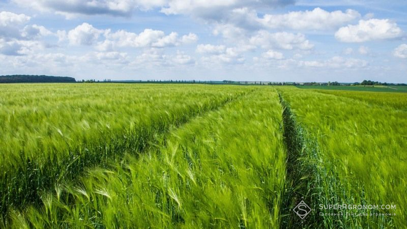 За площами вирощування органічної продукції Україна входить в ТОП-20 країн світу