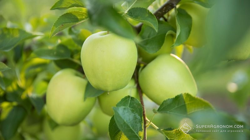 Урожай ягідних та плодових культур на Херсонщині зріс на 22%