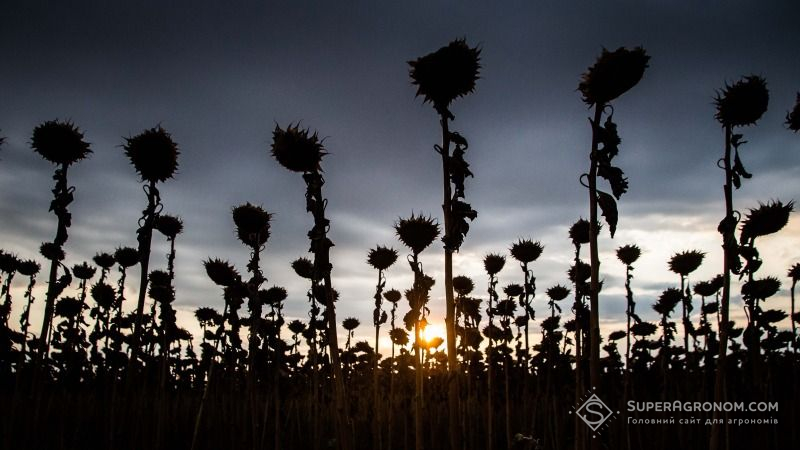 Експерт розповів про причини недобору врожаю соняшнику на Херсонщині
