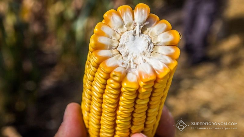 Вчені вивели кукурудзу, яка за поживністю не поступається м'ясу