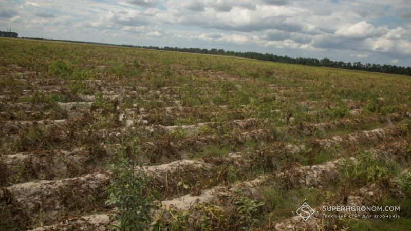Через дощі Прибалтика втратить рекордний урожай картоплі