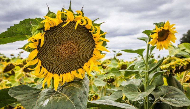 Болгарія завершує збирання соняшнику, а у Британії гине врожай
