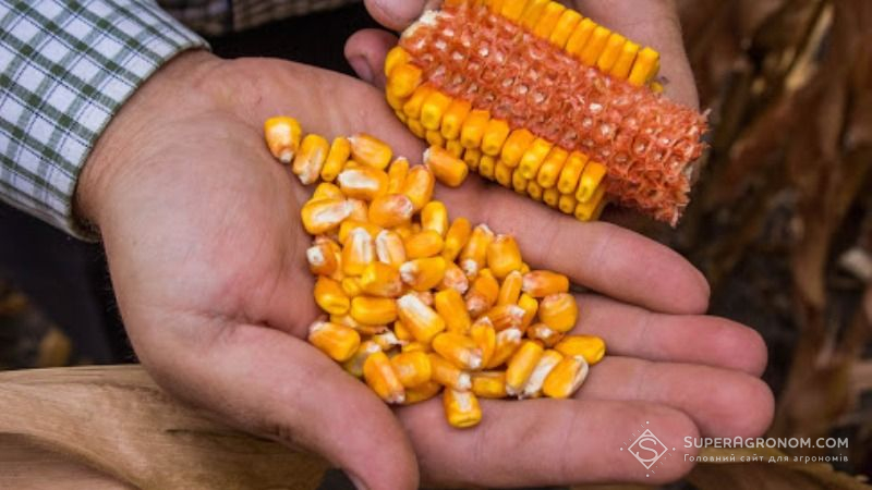 Кукурудзи в Україні буде зібрано менше, ніж у минулому році