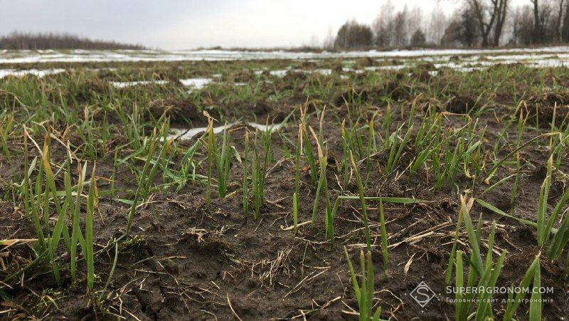 Покращити фітосанітарний стан посівів зернових допоможе агротехнологія