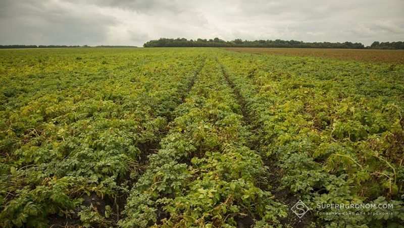 Чернігівським аграріям рекомендують обирати для вирощування посухостійкі сорти картоплі