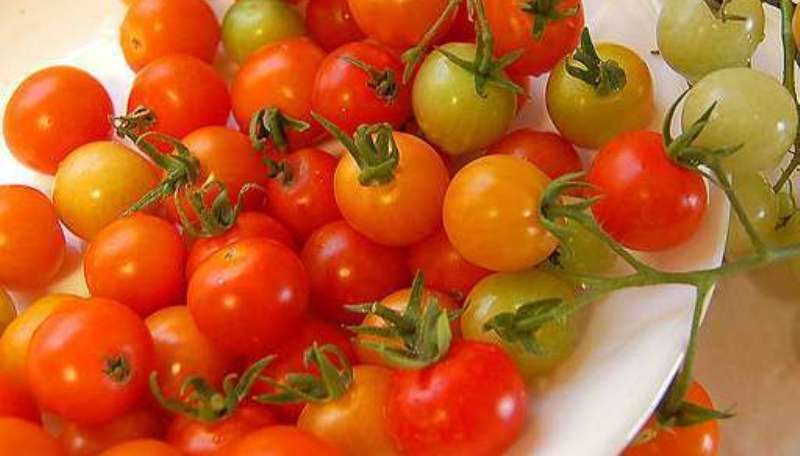 У Канаді почнуть вирощувати міні-помідори