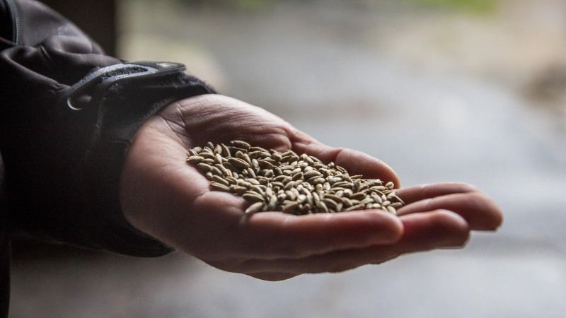 В Україні зібрано більше 56 млн тонн зернових