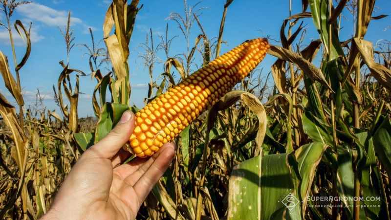 У Полтавській області спостерігається зниження врожайності кукурудзи більш ніж на 30%