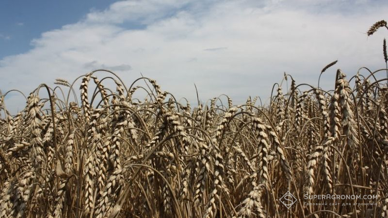 Розшифровано геном предка сучасної пшениці