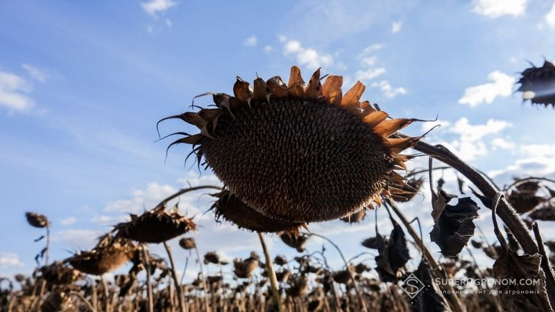 Соняшник зібрано з 99% площ — «Урожай Онлайн 2017»