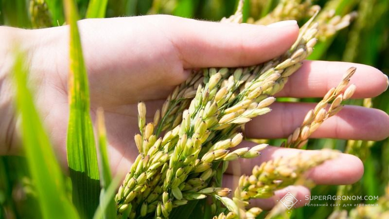 На Херсонщині зібрали понад 43 тис. тонн рису