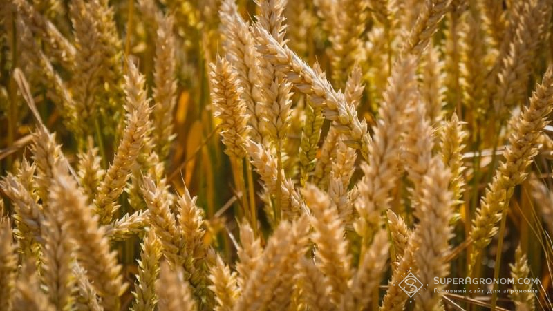 Американські селекціонери представили нові перспективні сорти пшениці