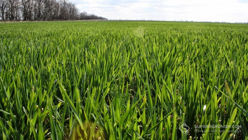Озимі зернові на Полтавщині перебувають у доброму стані