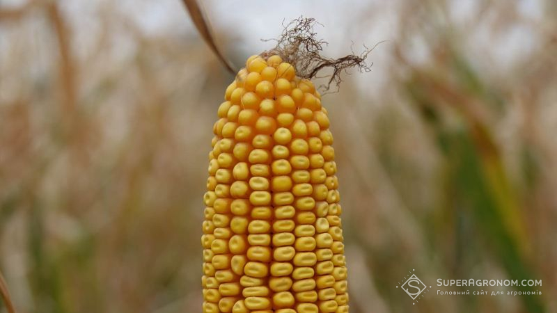 Нове дослідження показало, що спеціалізовані гібриди кукурудзи втрачають пластичність