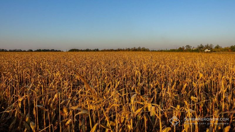 Валовий збір зернових у Чернігівській області зріс на 7%